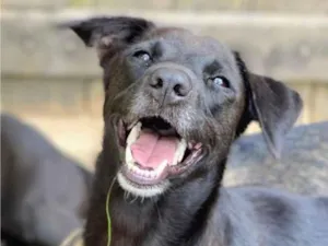 Cachorro raça SRD-ViraLata idade 3 anos nome Laila