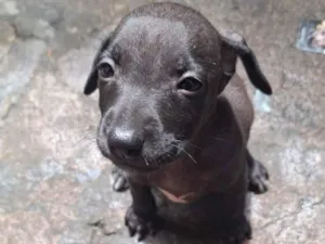 Cachorro raça SRD-ViraLata idade 2 a 6 meses nome Pandora 