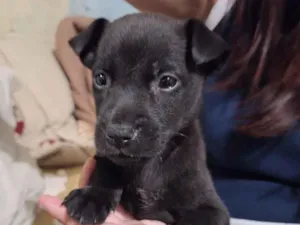 Cachorro raça SRD-ViraLata idade 2 a 6 meses nome Princesa 