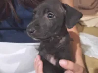 Cachorro raça SRD-ViraLata idade 2 a 6 meses nome Luna 