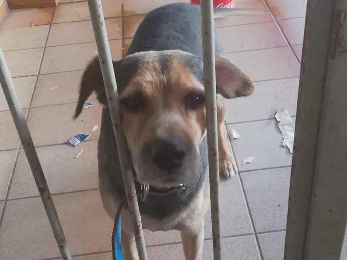 Cachorro raça SRD-ViraLata idade 4 anos nome Paçoca 