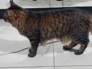 Gato raça SRD-ViraLata idade 1 ano nome Drakko