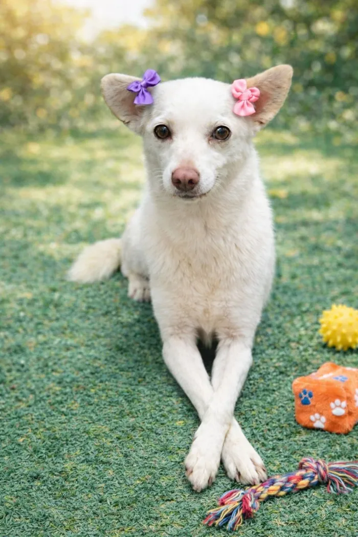 Cachorro raça SRD-ViraLata idade 6 ou mais anos nome Strela