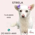 Strela