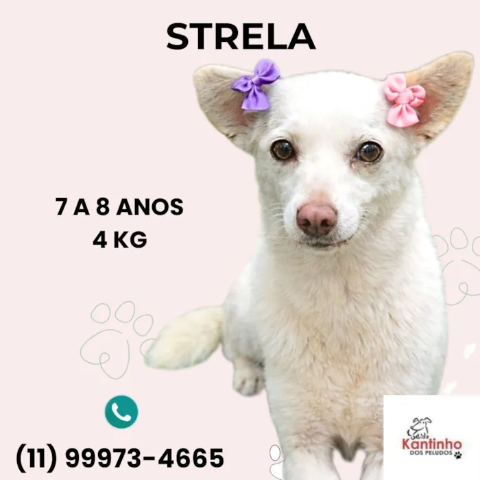 Cachorro raça SRD-ViraLata idade 6 ou mais anos nome Strela