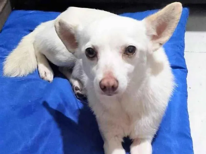 Cachorro raça SRD-ViraLata idade 6 ou mais anos nome Strela