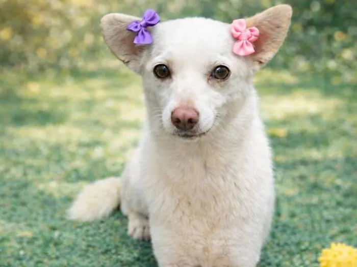 Cachorro raça SRD-ViraLata idade 6 ou mais anos nome Strela