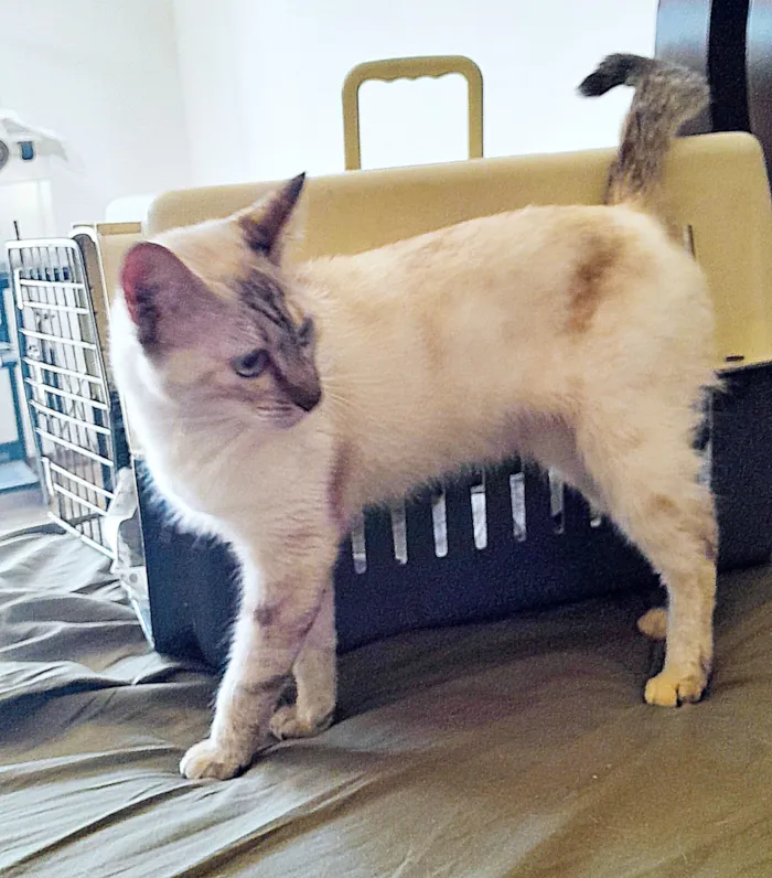 Gato raça SRD-ViraLata idade 1 ano nome Milly