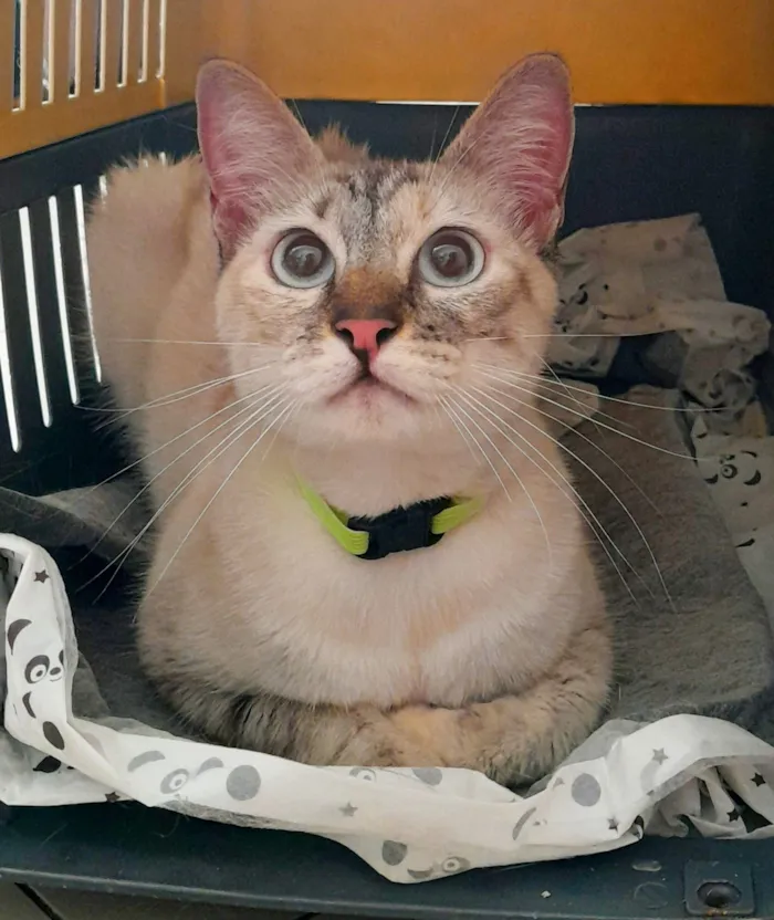 Gato raça SRD-ViraLata idade 1 ano nome Milly