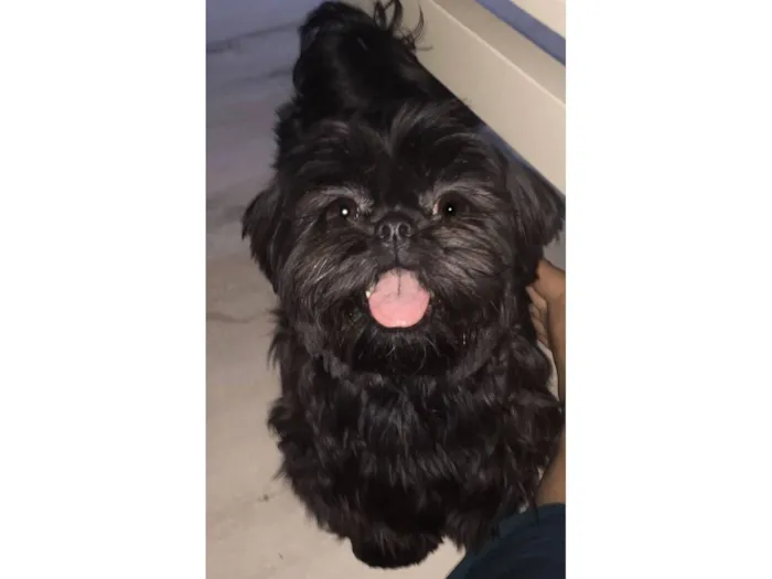 Cachorro raça Shitzu idade 2 a 6 meses nome slatan