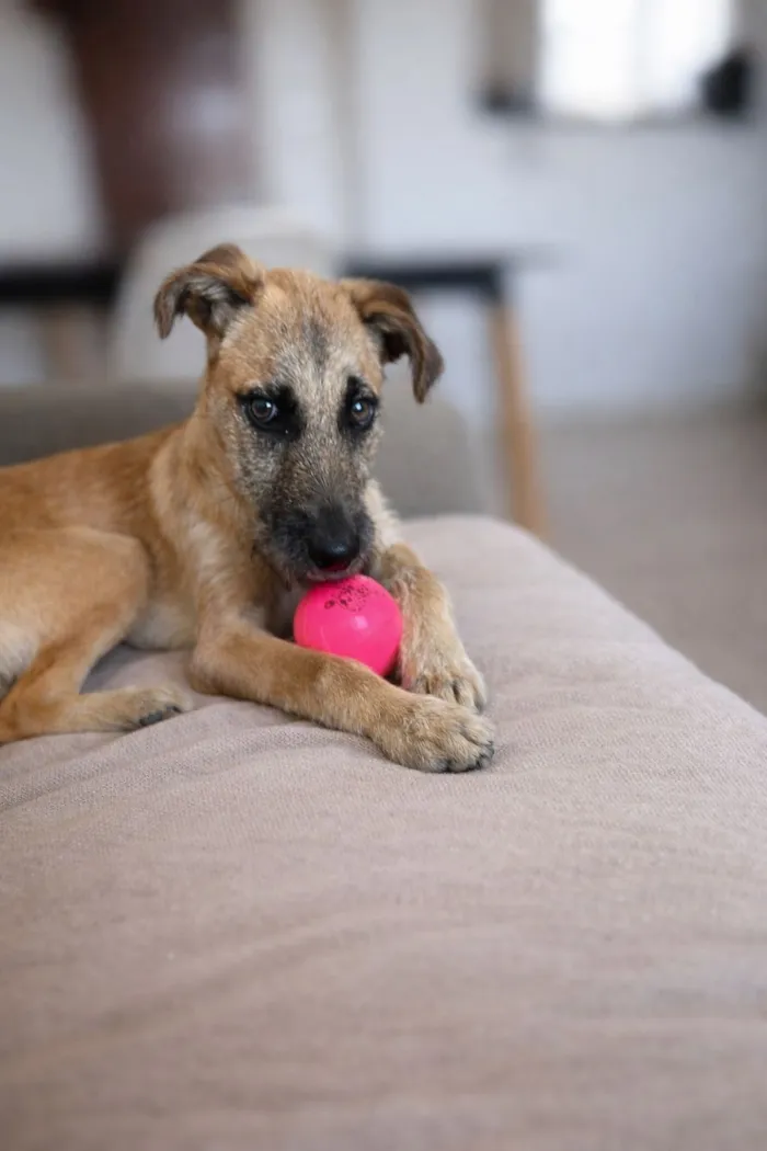 Cachorro raça SRD-ViraLata idade 2 a 6 meses nome Luck