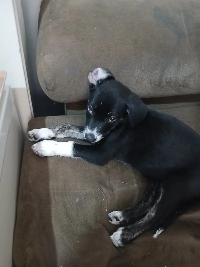 Cachorro raça SRD-ViraLata idade 2 a 6 meses nome mabel