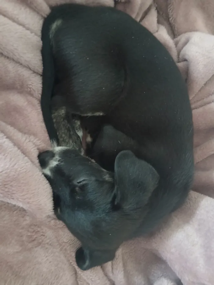 Cachorro raça SRD-ViraLata idade 2 a 6 meses nome mabel