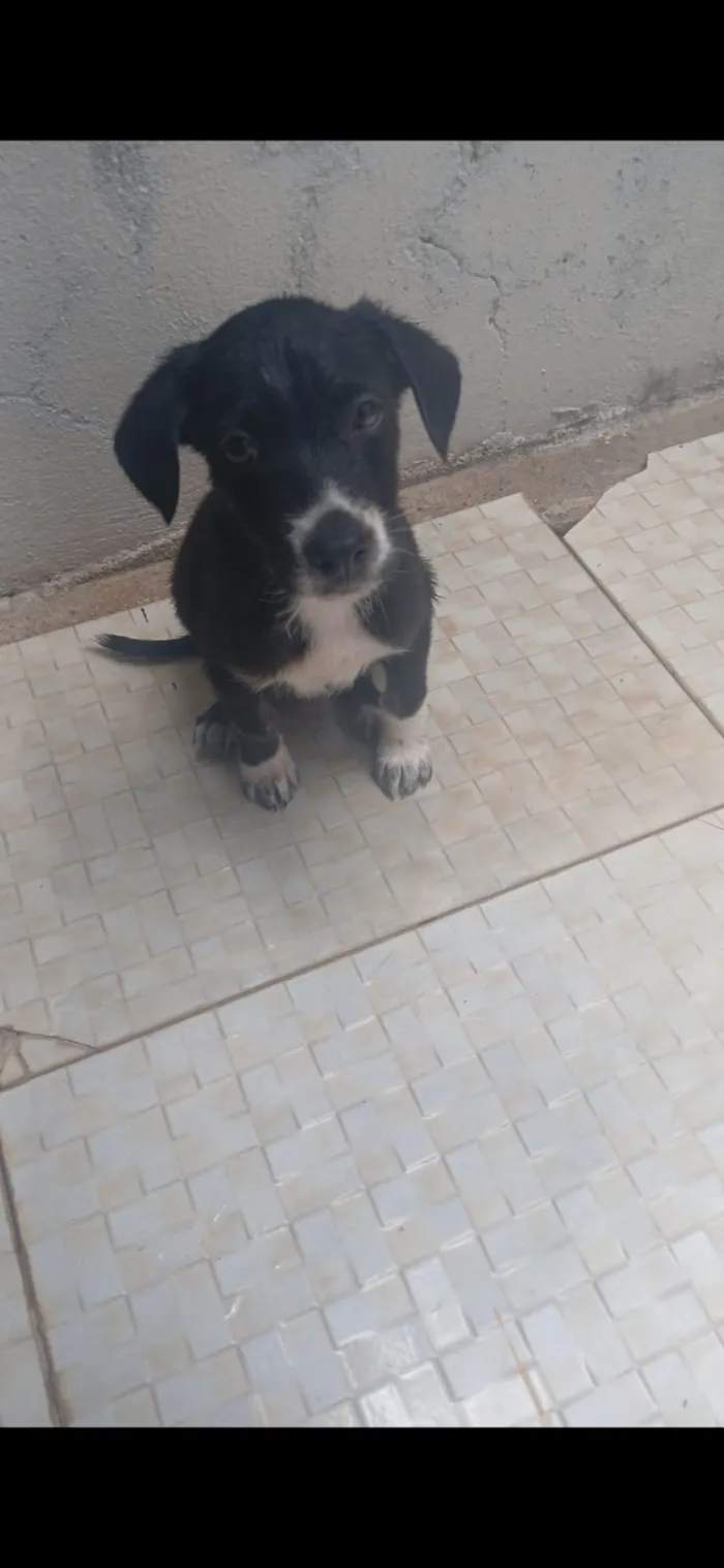 Cachorro raça SRD-ViraLata idade 2 a 6 meses nome mabel