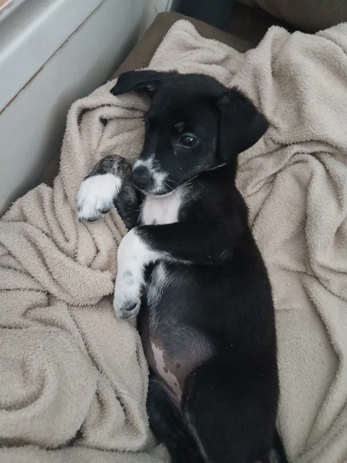 Cachorro raça SRD-ViraLata idade 2 a 6 meses nome mabel