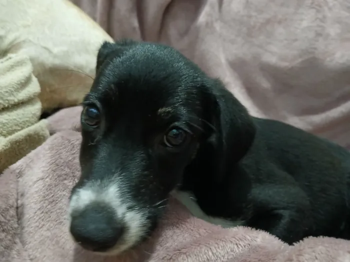 Cachorro raça SRD-ViraLata idade 2 a 6 meses nome mabel