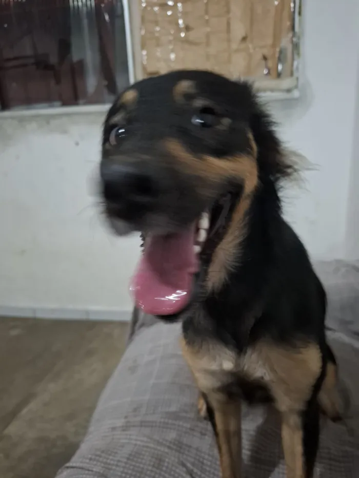 Cachorro raça Dogue Alemão idade 1 ano nome Luna