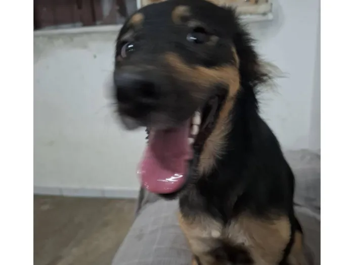 Cachorro raça Dogue Alemão idade 1 ano nome Luna