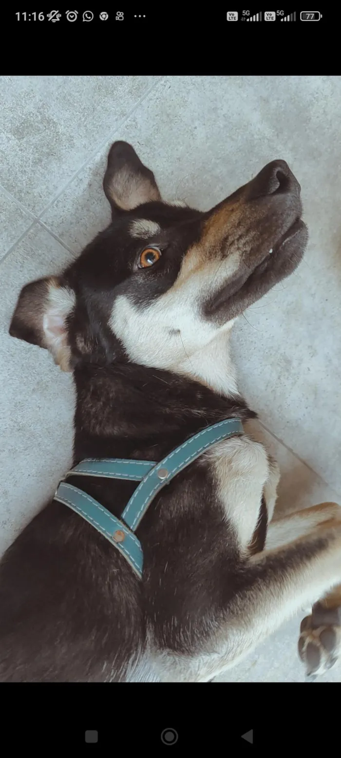 Cachorro raça SRD-ViraLata idade 1 ano nome TED 