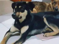 Cachorro raça SRD-ViraLata idade 1 ano nome TED 