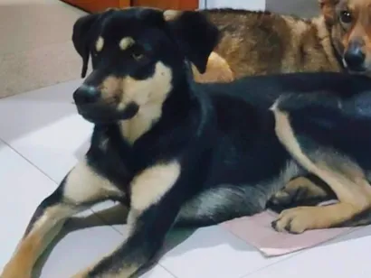 Cachorro raça SRD-ViraLata idade 1 ano nome TED 