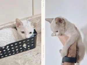 Gato raça SRD-ViraLata idade Abaixo de 2 meses nome Ashi