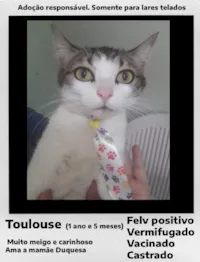 Gato raça SRD-ViraLata idade 2 anos nome Toulouse