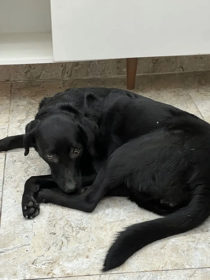 Cachorro raça SRD-ViraLata idade 4 anos nome Mili