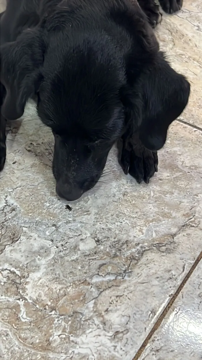 Cachorro raça SRD-ViraLata idade 4 anos nome Mili