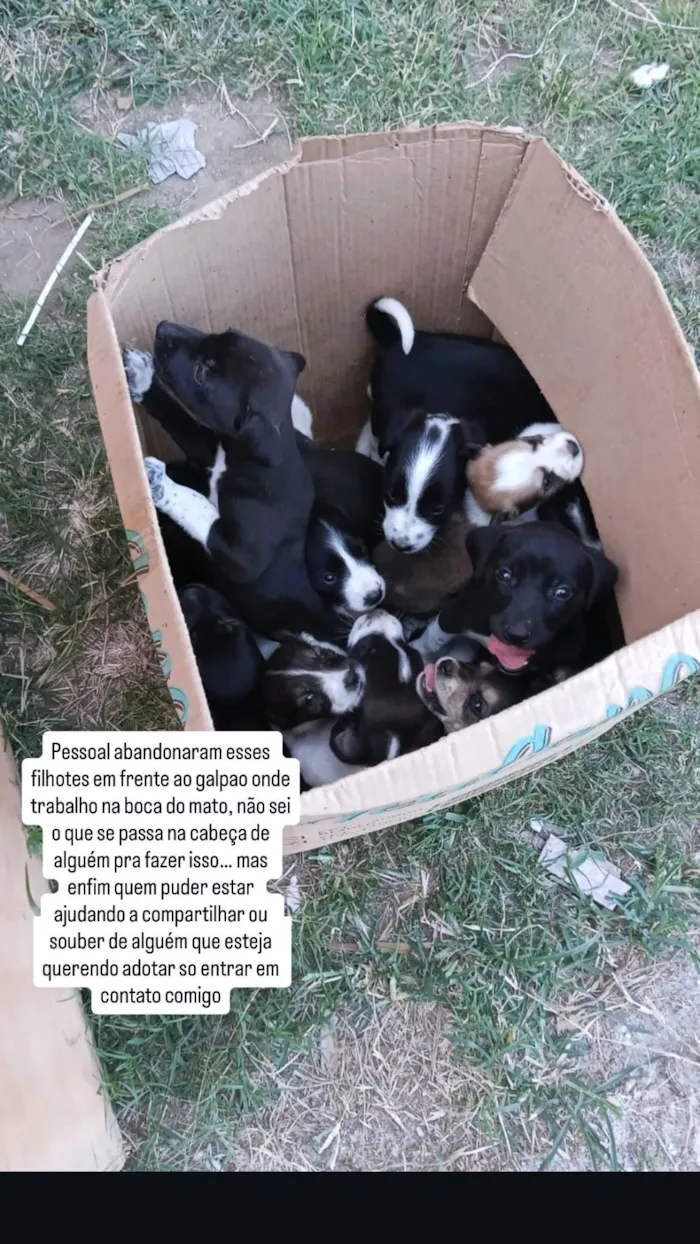 Cachorro raça SRD-ViraLata idade Abaixo de 2 meses nome Thaynara Viterbo