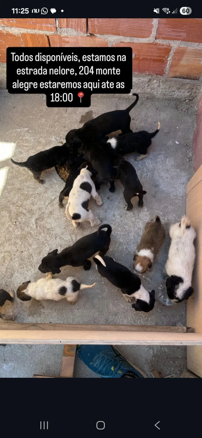 Cachorro raça SRD-ViraLata idade Abaixo de 2 meses nome Thaynara Viterbo