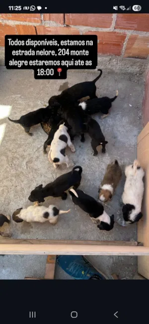 Cachorro raça SRD-ViraLata idade 2 a 6 meses nome Thaynara Viterbo