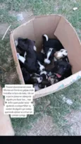 Cachorro raça SRD-ViraLata idade 2 a 6 meses nome Thaynara Viterbo
