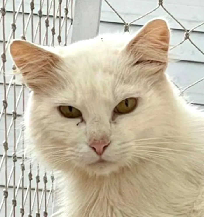 Gato raça SRD-ViraLata idade 1 ano nome Snow