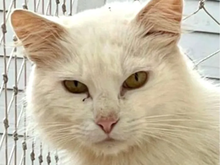 Gato raça SRD-ViraLata idade 1 ano nome Snow