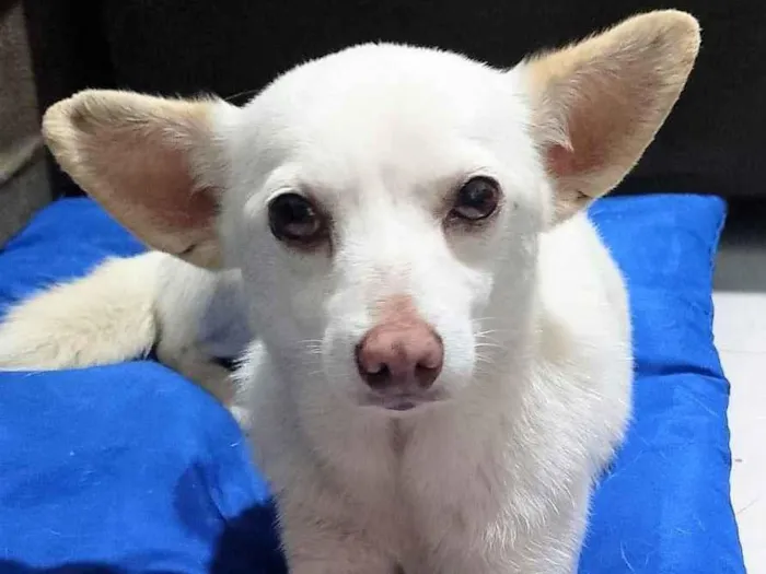 Cachorro raça SRD-ViraLata idade 6 ou mais anos nome Strela