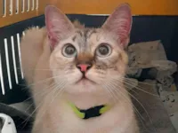 Gato raça SRD-ViraLata idade 1 ano nome Milly