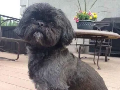 Cachorro raça Shitzu idade 2 a 6 meses nome slatan