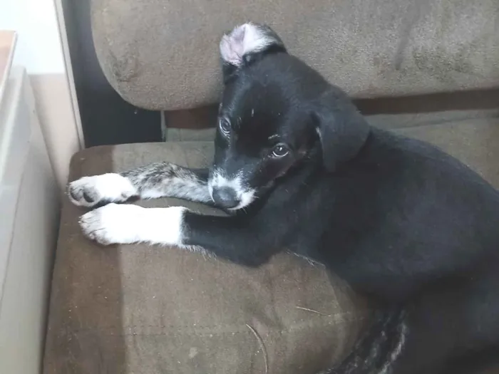 Cachorro raça SRD-ViraLata idade 2 a 6 meses nome mabel