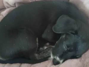 Cachorro raça SRD-ViraLata idade 2 a 6 meses nome mabel