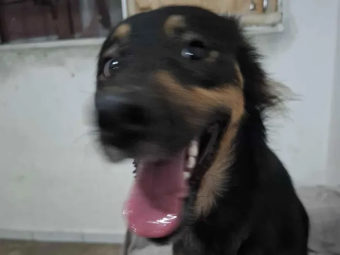 Cachorro raça Dogue Alemão idade 1 ano nome Luna