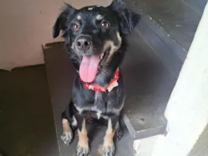 Cachorro raça SRD-ViraLata idade 1 ano nome Cloe 