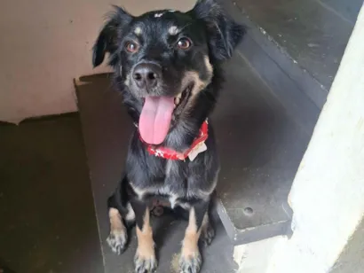 Cachorro raça SRD-ViraLata idade 1 ano nome Cloe 