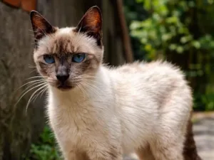 Gato raça SRD-ViraLata idade 7 a 11 meses nome Gatinha