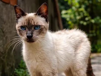 Gato raça SRD-ViraLata idade 7 a 11 meses nome Gatinha