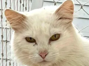 Gato raça SRD-ViraLata idade 1 ano nome Snow