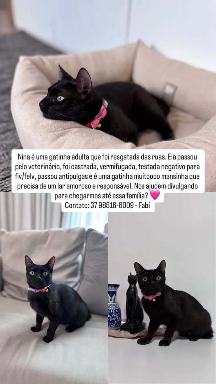 Cachorro raça SRD-ViraLata idade 1 ano nome Nina