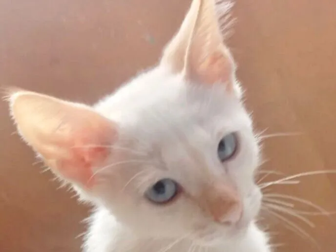 Gato raça SRD-ViraLata idade 2 a 6 meses nome Floquinho 