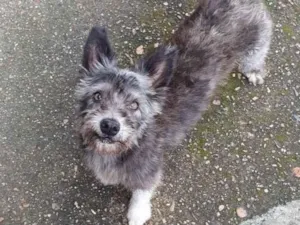 Cachorro raça SRD-ViraLata idade 6 ou mais anos nome Grinch