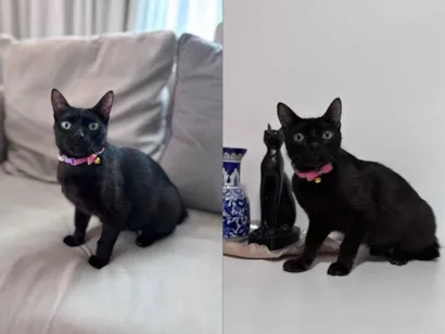 Cachorro raça SRD-ViraLata idade 1 ano nome Nina